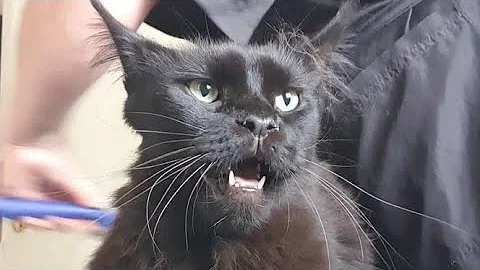 Watch the video about 😻💖✂️ Grooming Wonderful Black Maine Coon Cat #mainecoon #mainecooncat #groomingcat #catgrooming