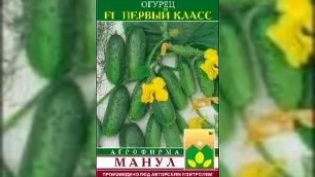 Пучковые огурцы от Манул - YouTube