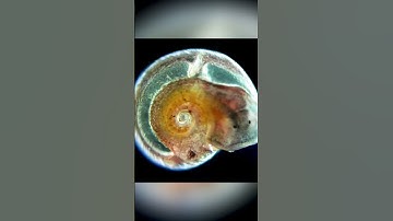 Ready to snail it again for science?! SnailBlitz 2024 #shorts #snail #snails #losangeles #TBT