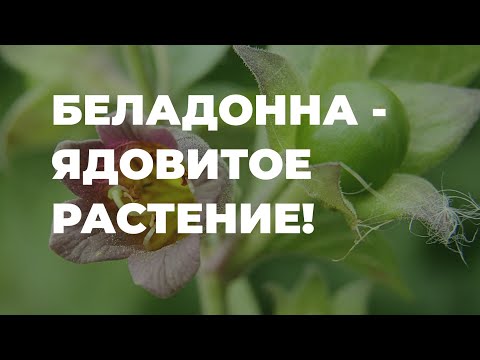 БЕЛЛАДОННА - ядовитое растение для человека / Захар Травник