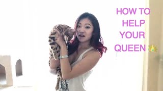 HOW TO DEAL WITH YOUR CAT IN HEAT USING ACUPRESSURE (Yes I spayed her so shush!)