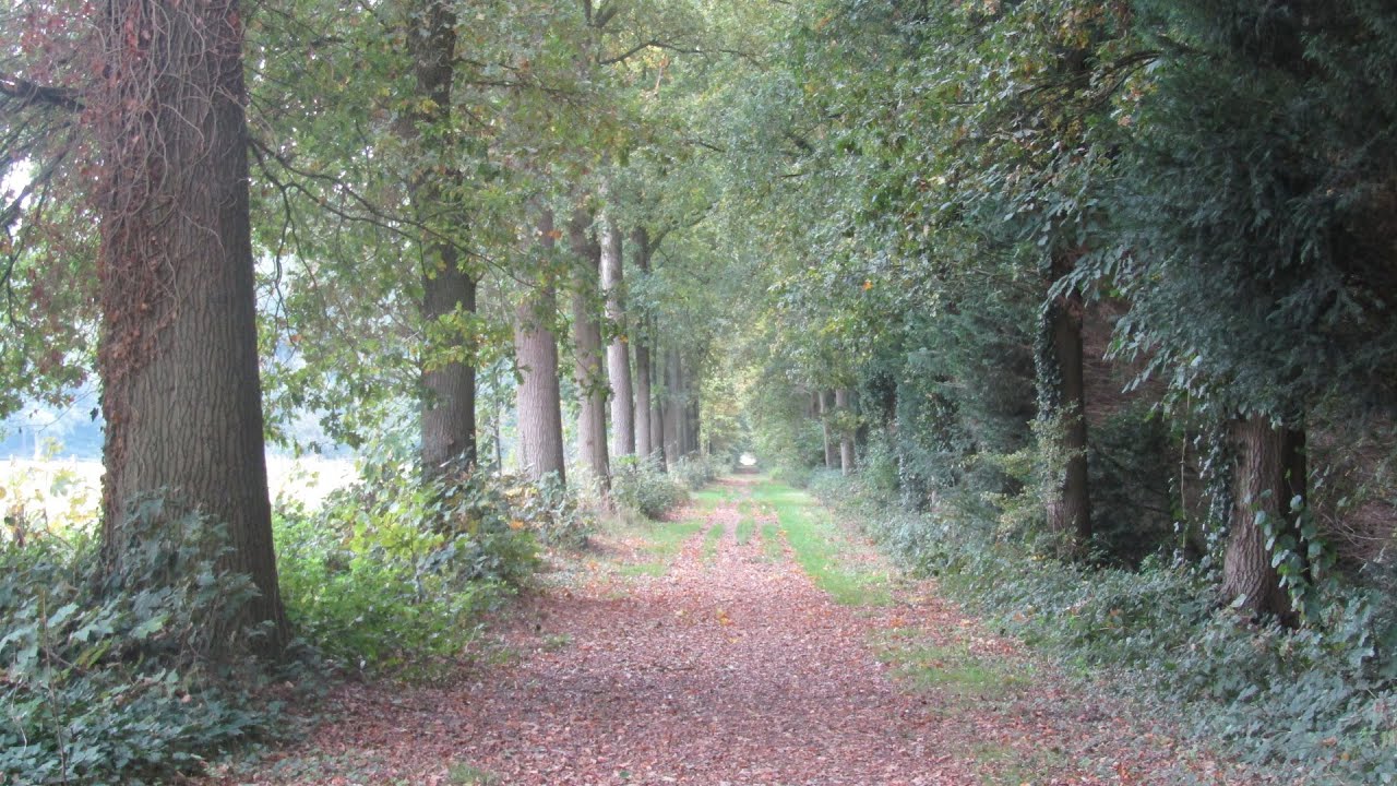 Waar het herfstbos fluistert – Een wandeling door De Cellen, Oostkamp