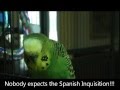 Nobody expects a bird to quote monty python