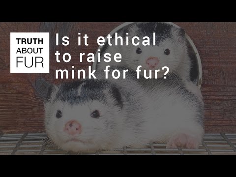 Is it ethical to raise mink for fur? - YouTube