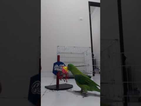 Basket trick muller parrot #betet kelapa