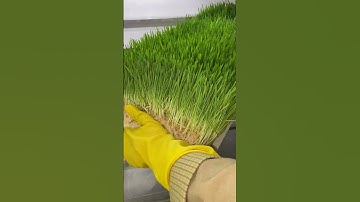 Hydroponic Fodder: Turn 1 kg Barley Seeds into 8 kg Fresh Feed for Animals! #hydroponicsystem #farm