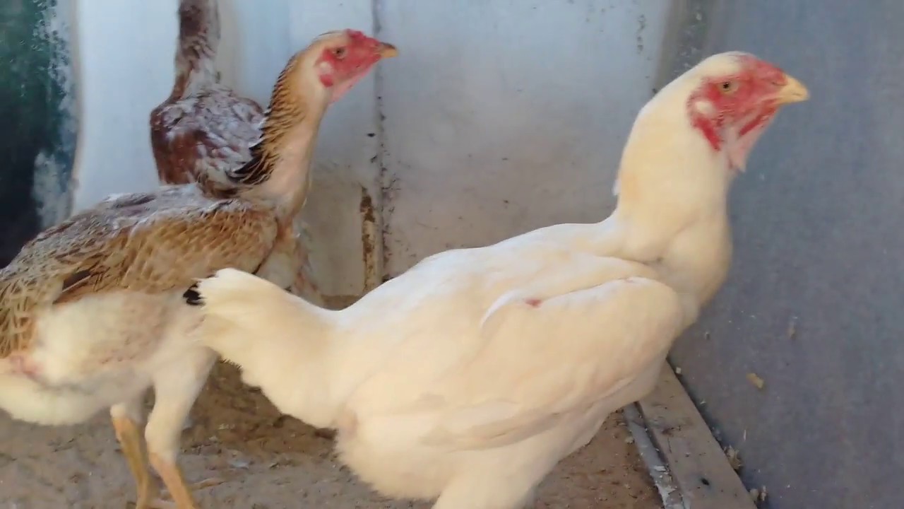 Galinhas de indio gigante dos ovos azuis galinhas verdes