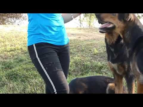 girl and dogs - dog jav Family #1