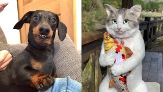 Tiktok Funny And Cute Pets / Tiktok's Cutest Pets #5 by Cute Paws 903 views 2 years ago 8 minutes, 41 seconds