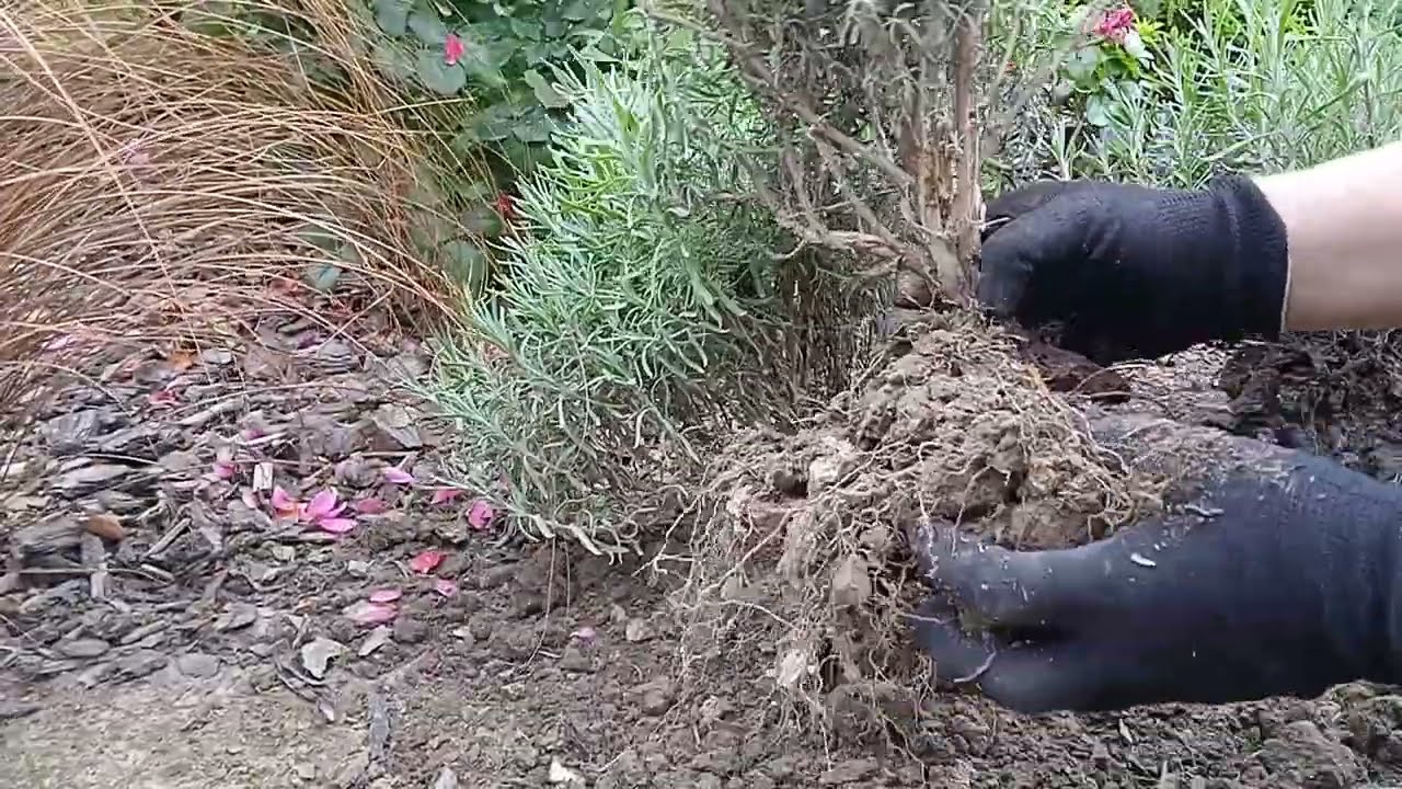 Rozmnażanie lawendy, przerabiam rabatę.