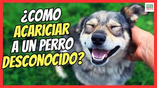 🔴 HOW TO PET AN UNKNOWN DOG? 🚨