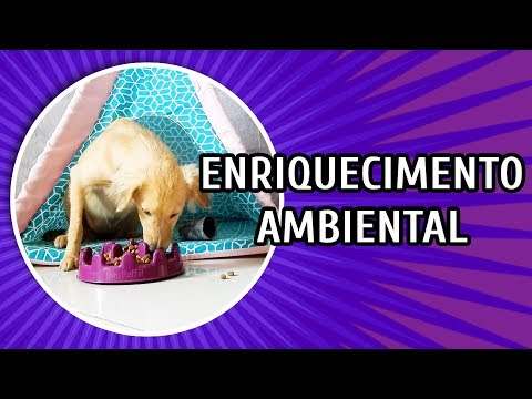 Vídeo: Enriquecimento Ambiental Para Cachorros E Cães - Brinquedos Quebra-cabeças E Comedouros Para Cães