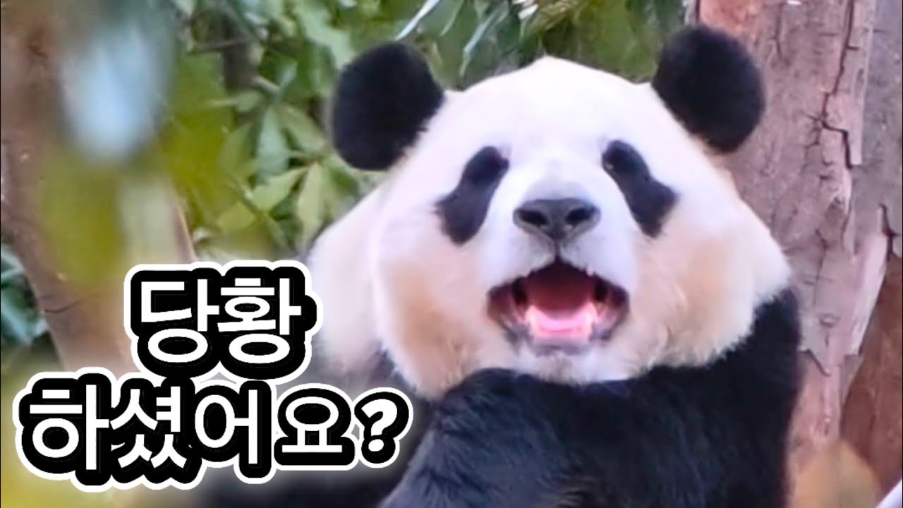 2/23 푸바오실시간 마감전 왕사육사님 당황하며 푸야 찾네요😁😁 죽순은 몰아 먹어야 제맛이쥐👍