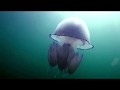Чёрное море, подводные обитатели
