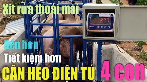 Cân heo điện tử 4 con Đồng Nai - cảm biến trên, chống chuột, xịt rửa thoải mái, bền & tiết kiệm hơn!
