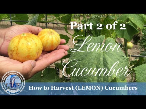 How to Harvest Cucumbers - Lemon Cucumbers