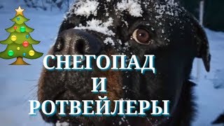 РОТВЕЙЛЕРЫ БОРЮТСЯ СО СНЕГОПАДОМ. РОТВЕЙЛЕРЫ БОРЮТСЯ СО СНЕГОПАДОМ.
