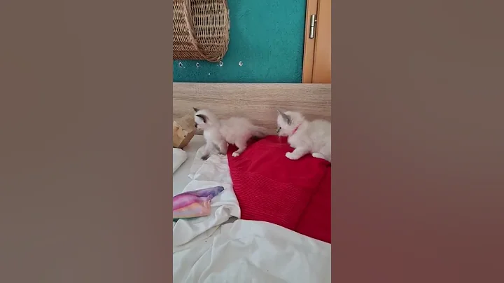 Watch the video about Sweet cats #heilige birma #cats #kotki #cat #funny #Katzenbabys