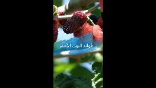 فوائد التوت الاحمر