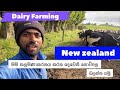 Dairy farming In New Zealand ||අනික් ගොවිපල බලන්න යමු