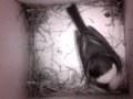 birdcam_2010-02-22_17-35-12.avi