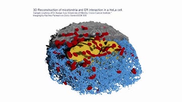 HeLa cell revealed by the Deep Learning tool of Dragonfly.