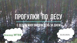 Прогулки по лесу. День за днем с дедом Многоведом. 15 мая 2024г. Эпизод 798.