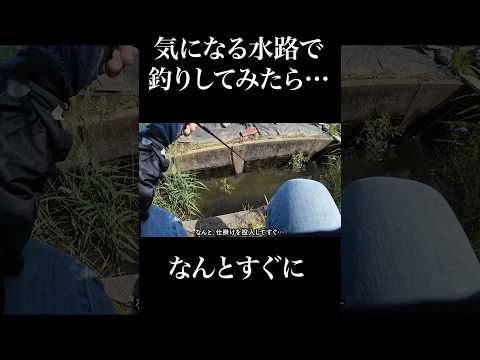 気になる水路で釣りしてみたら、なんと…