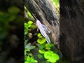 Snow White Longfin Bristlenose Pleco #shorts