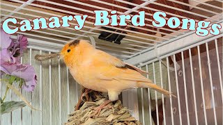12 Hr Canary Singing & Canary Birds Chirping Eating. Reduce Stress of lonely Birds screenshot 4