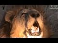 Powerful, Amazing, Close Up Lion Roar in HD!