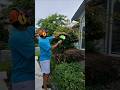 Oddly Satisfying Hedge Trimming ✂️ | Perfect Garden Makeover! #teluguvlogs #satisfying
