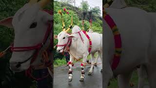 कासय निसर्ग आमचा नाद खुळा 🚩