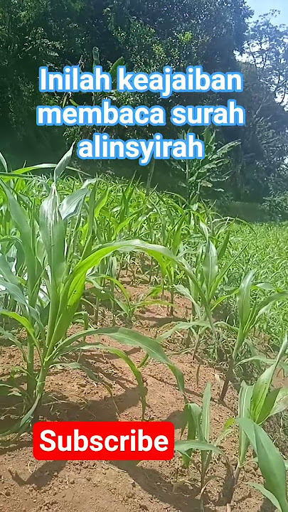 moga bermanfaat #motivasihidup #kajianislam #shortsvideo #surahalinshirah#islamicvideo#pengingatdiri