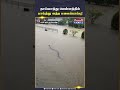 வெள்ளத்தில் சீறிப்பாய்ந்த பாம்பு.. #thailand #thai #flood #heavyrain #rain #snake #python