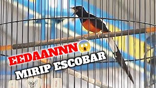 KEMBARAN ESCOBAR MUNCUL DI JOMBANG 