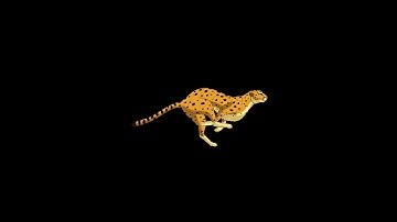 running cheetah classic disney style uhd animation with alpha channel