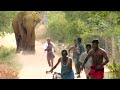 Elephant   Human Conflict.