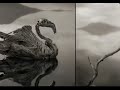 कैसे पंछी बन गया पत्थर   Bird turned in stone  random facts amazing