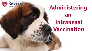 bordetella nasal vaccine