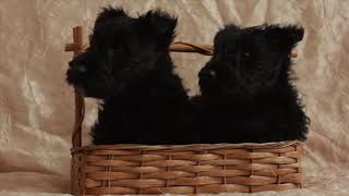 Scottish Terriers and their social behavior.