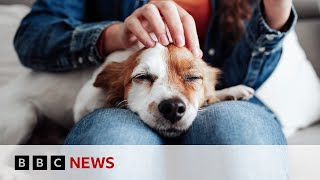 Inside the growing business of pet cloning | BBC News