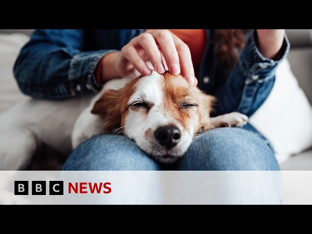 Inside the growing business of pet cloning | BBC News