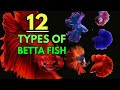 12 types of betta fish