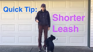 Loose leash walking tip: Shorten Leash Service Dog Training Institute