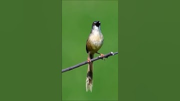 Burung prenjak tebu gacor #shorts #shortsvideo #shortsfund