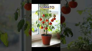 “Spring &amp; Summer Crops 🌞 | Best Vegetables to Grow Now” #gardendelight #youtubeshorts