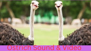 Ostrich Sound Ostrich Sound Effect