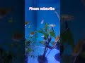 fishes #fishaquarium #fishaquarium