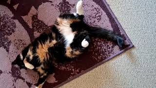 Lulu rolling around
My cat Lulu rolling around 😸 . The perspective is bit odd because i recorded this with my phone upwards because first i planned to shorten it to make a shorts video, but then decided to upload it fully as a normal one so i rotated the video.
#cat #cats #catvideo #pets #petvideo #kissa #kissavideo #caturday Lulu rolling around